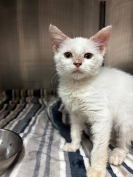 Maggie -  Domestic Short Hair Cat for Adoption in Lima, Ohio - Maggie | PetCurious
