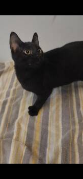 Harper -  Domestic Short Hair Cat for Adoption in Tama, Iowa - Harper | PetCurious