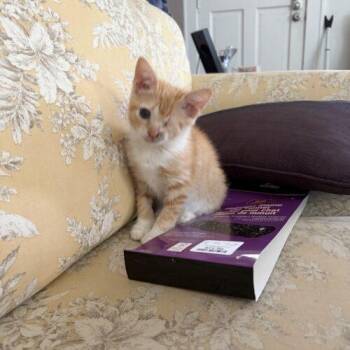 Bobbie Joe -  Domestic Short Hair Cat for Adoption in Tampa, Florida - Bobbie Joe | PetCurious