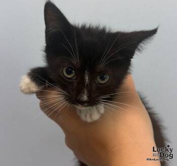 Dream -  Domestic Short Hair Cat for Adoption in Washington, District Of Columbia - Dream | PetCurious
