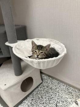 Trevor -  Domestic Short Hair Cat for Adoption in Fergus Falls, Minnesota - Trevor | PetCurious