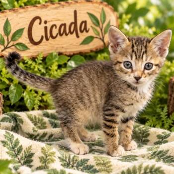 Cicada -  Domestic Short Hair Cat for Adoption in Quincy, Ohio - Cicada | PetCurious