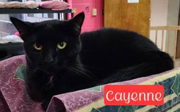 Rescue Domestic Short Hair Cats for Adoption in Jim Thorpe, Pennsylvania - Cayenne | PetCurious