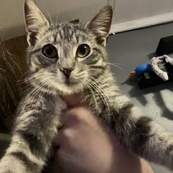 bluey -  Domestic Short Hair Cat for Adoption in Corbin, Kentucky - Bluey | PetCurious