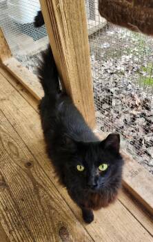 Domestic Long Hair Cats Available for Adoption in Crossville, Tennessee - Sweetheart | PetCurious