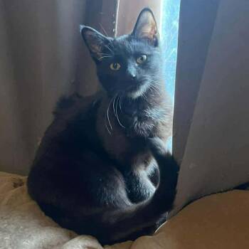 Domestic Short Hair Cats Available for Adoption - Steak | PetCurious