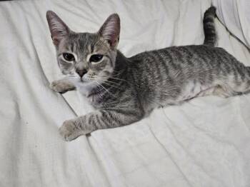 Domestic Short Hair Cats Available for Adoption in Pickering, Ontario - Willow | PetCurious