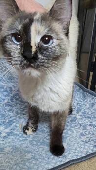 Hai Koo -  Domestic Short Hair and Siamese Cat for Adoption in Chandler, Arizona - Hai Koo | PetCurious