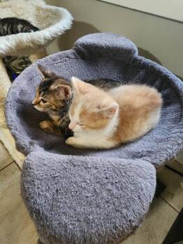 Pita -  Domestic Short Hair Cat for Adoption in Wheaton, Illinois - Pita | PetCurious