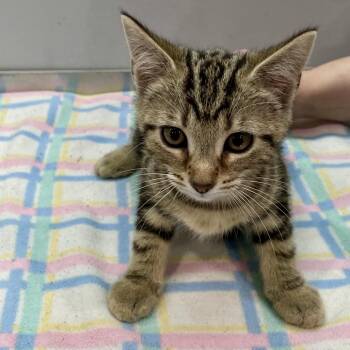 Cheetah -  Domestic Short Hair Cat for Adoption in Fairmont, West Virginia - Cheetah | PetCurious