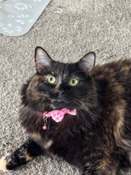 Chloe -  Tortoiseshell Cat Available for Adoption in Charlotte, North Carolina - Chloe | PetCurious