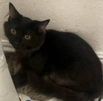 Rescue Domestic Medium Hair Cats for Adoption in West Hollywood, California - Maple Bar | PetCurious