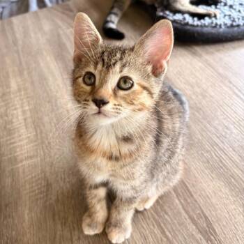 Cinnamon Toast -  Domestic Short Hair Cat for Adoption in Newport News, Virginia - Cinnamon Toast | PetCurious