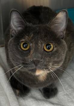 Katalina -  Domestic Short Hair Cat for Adoption in Cottonwood, Arizona - Katalina | PetCurious