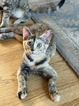 FLOPSY -  Domestic Short Hair Cat for Adoption in Hagerstown, Maryland - FLOPSY | PetCurious