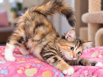 Binky ( Kat) -  Maine Coon and Domestic Long Hair Cat for Adoption in Napa, California - Binky ( Kat) | PetCurious
