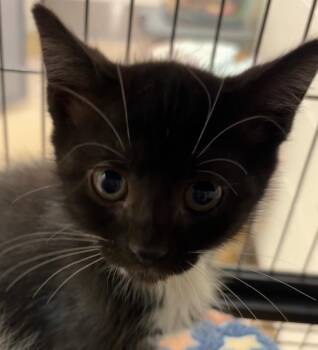 NEWT -  Domestic Short Hair Cat for Adoption in Elizabethton, Tennessee - NEWT | PetCurious