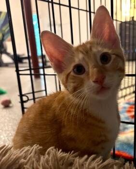 Bowie -  Domestic Short Hair Cat for Adoption in Shawnee, Kansas - Bowie | PetCurious