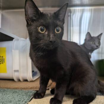 Rescue Domestic Short Hair Cats for Adoption in Manhattan, Kansas - Soot | PetCurious