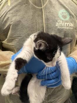 Domestic Short Hair Cats Available for Adoption in Las Vegas, Nevada - LOUIS | PetCurious