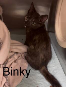 Binky -  Domestic Short Hair Cat for Adoption in Blountville, Tennessee - Binky | PetCurious
