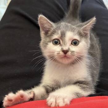 Domestic Short Hair Cats Available for Adoption in Bel Air, Maryland - Cruller | PetCurious