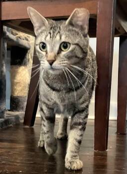 Domestic Medium Hair Cats Available for Adoption in Calera, Alabama - Callie | PetCurious