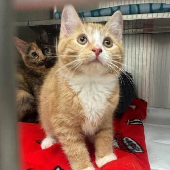 Georgie -  Domestic Short Hair Cat for Adoption in La Grange, Kentucky - Georgie | PetCurious