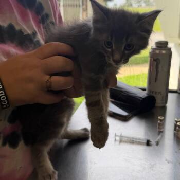 Domestic Short Hair Cats Available for Adoption in Columbiana, Alabama - Aegon | PetCurious