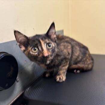 Nausicaa -  Domestic Short Hair Cat for Adoption in Pasadena, California - Nausicaa | PetCurious