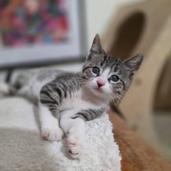 Rescue Domestic Short Hair Cats for Adoption in Lakewood, California - Rocky | PetCurious