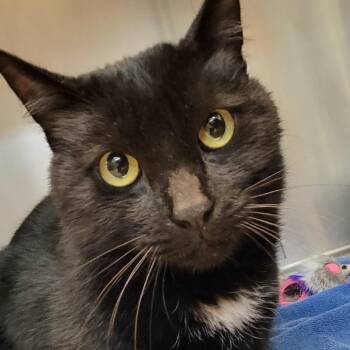 Fig -  Domestic Short Hair Cat for Adoption in Buellton, California - Fig | PetCurious