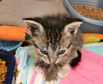 Turkey Foot 1(Gobbler) -  Domestic Short Hair Cat for Adoption in Mocksville, North Carolina - Turkey Foot 1(Gobbler) | PetCurious