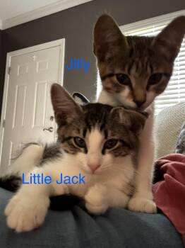 Kittens. Little Jack and Jilly -  Domestic Short Hair Cat for Adoption in Granby, Connecticut - Kittens. Little Jack And Jilly | PetCurious