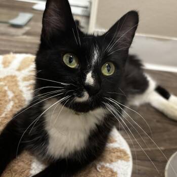 Millie -  Domestic Long Hair Cat for Adoption in Santa Ana, California - Millie | PetCurious