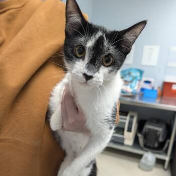 Sarah Michelle -  Domestic Short Hair Cat for Adoption in Indianapolis, Indiana - Sarah Michelle | PetCurious