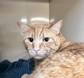 Mr Darcy -  Domestic Short Hair Cat Available for Adoption in Arlington, Washington - Mr Darcy | PetCurious