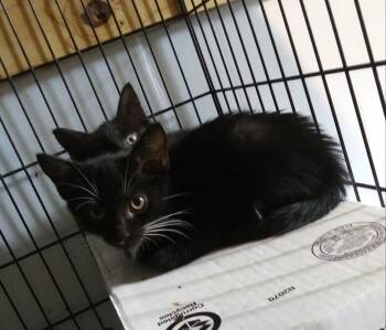 Vick -  Domestic Long Hair Cat for Adoption in PORT WENTWRTH, Georgia - Vick | PetCurious