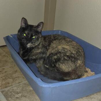 Domestic Short Hair Cats Available for Adoption - Harriet | PetCurious