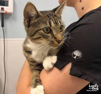May -  Domestic Short Hair Cat for Adoption in Washington, District Of Columbia - May | PetCurious