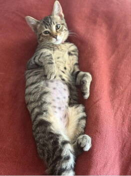 Rescue Domestic Short Hair Cats for Adoption in Mission Viejo, California - Focaccia | PetCurious