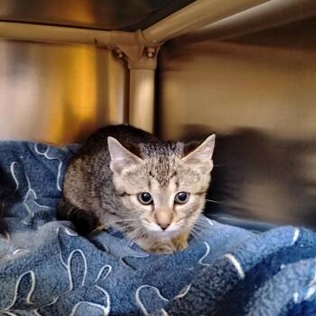 Domestic Short Hair Cats Available for Adoption in Wilmington, Delaware - Dawg | PetCurious