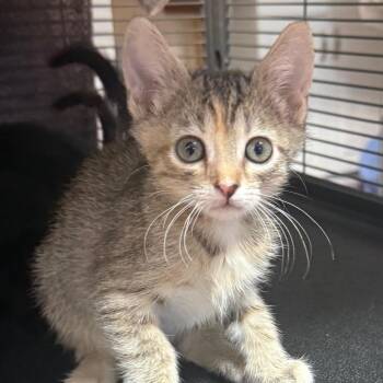 Trouble -  Domestic Short Hair Cat for Adoption in Desert Hot Springs, California - Trouble | PetCurious
