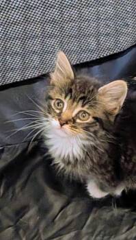 Domestic Long Hair Cats Available for Adoption in Hagaman, New York - Bellaire | PetCurious