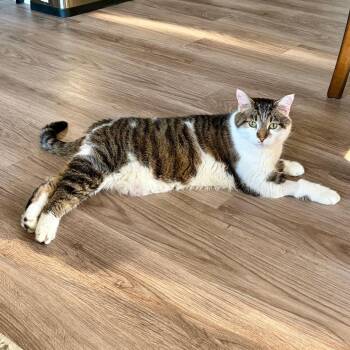 Patches -  Domestic Short Hair Cat for Adoption in Naperville, Illinois - Patches | PetCurious