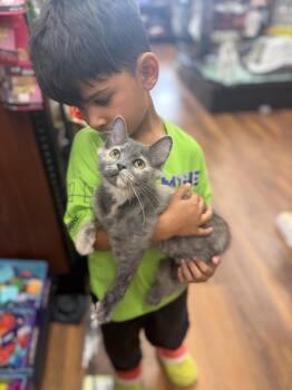 Salsa -  Domestic Medium Hair Cat for Adoption in Cambridge, Ontario - Salsa | PetCurious
