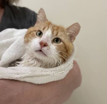 Rescue Domestic Short Hair Cats for Adoption in Knoxville, Tennessee - CBee | PetCurious