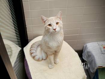 Domestic Short Hair Cats Available for Adoption in Omaha, Nebraska - PICKLE | PetCurious