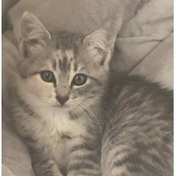 Rita -  Domestic Short Hair Cat for Adoption in Larkfield-wikiup, California - Rita | PetCurious