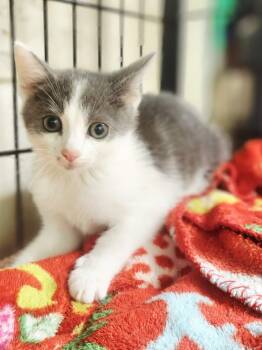 Domestic Short Hair Cats Available for Adoption in Social Circle, Georgia - Bito | PetCurious